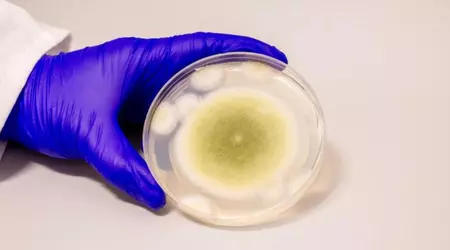 Svampen, der blev beskyldt for de mystiske dødsfald af arkæologer, er uventet en kur mod leukæmi