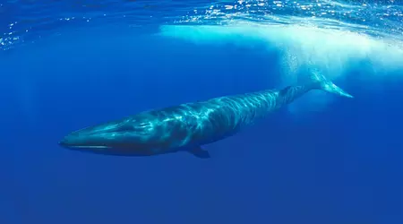 Japan tillader jagt på truede fisk