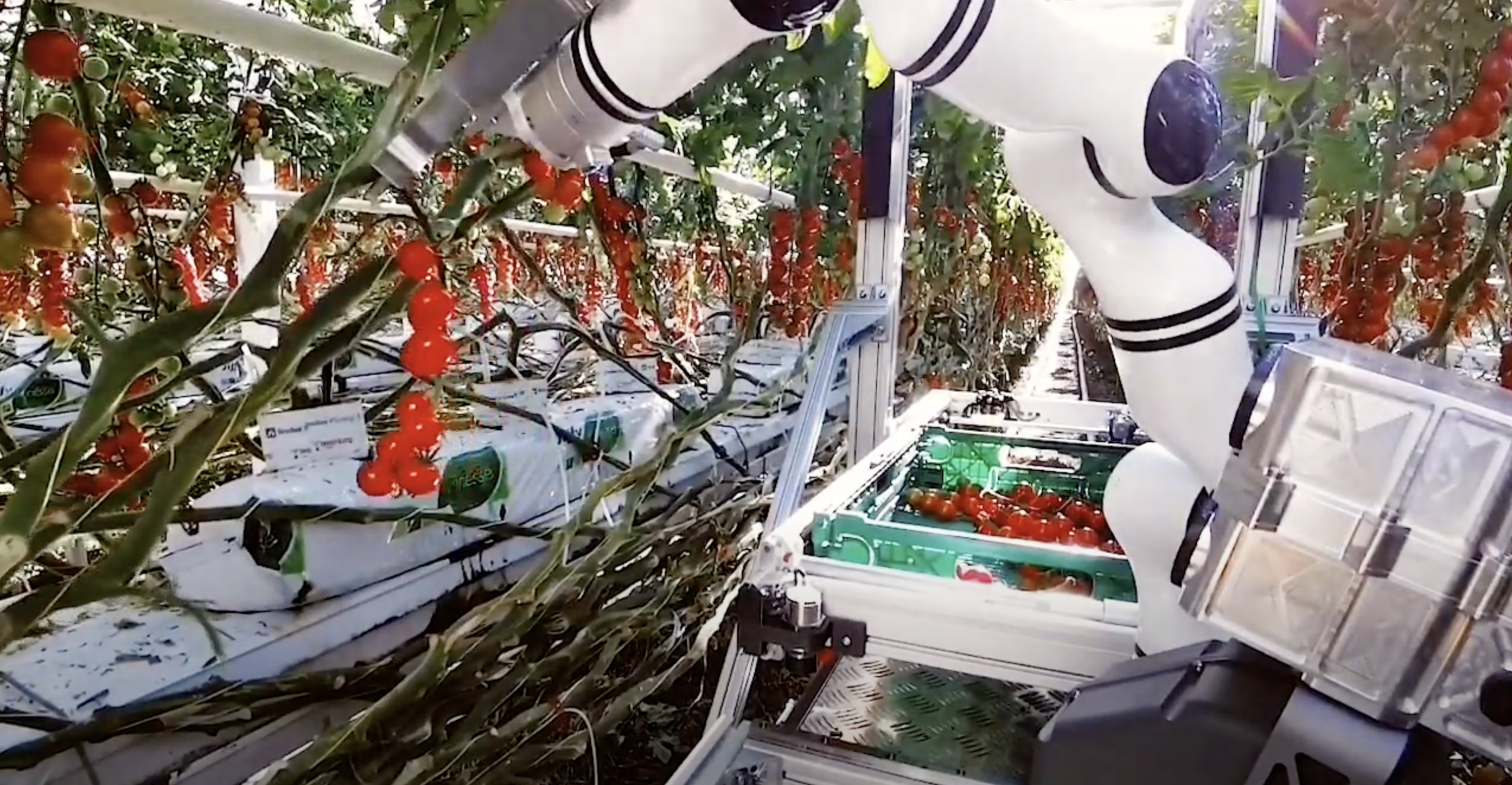 Robot fra den schweiziske startup Floating Robotics høster tomater i drivhuse (video)
