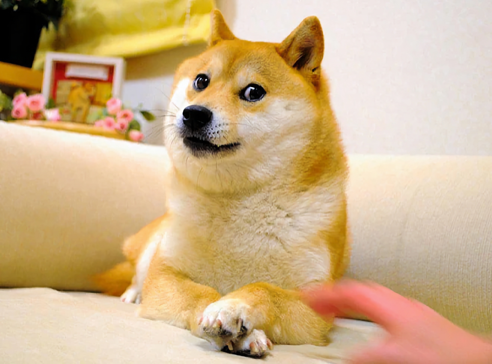 Hunden Kabosu fra Doge-memet er død i sit 18. leveår