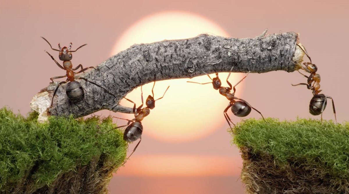 Føl dig som et insekt: Gameplay-traileren til det usædvanlige strategispil Empire of the Ants er præsenteret