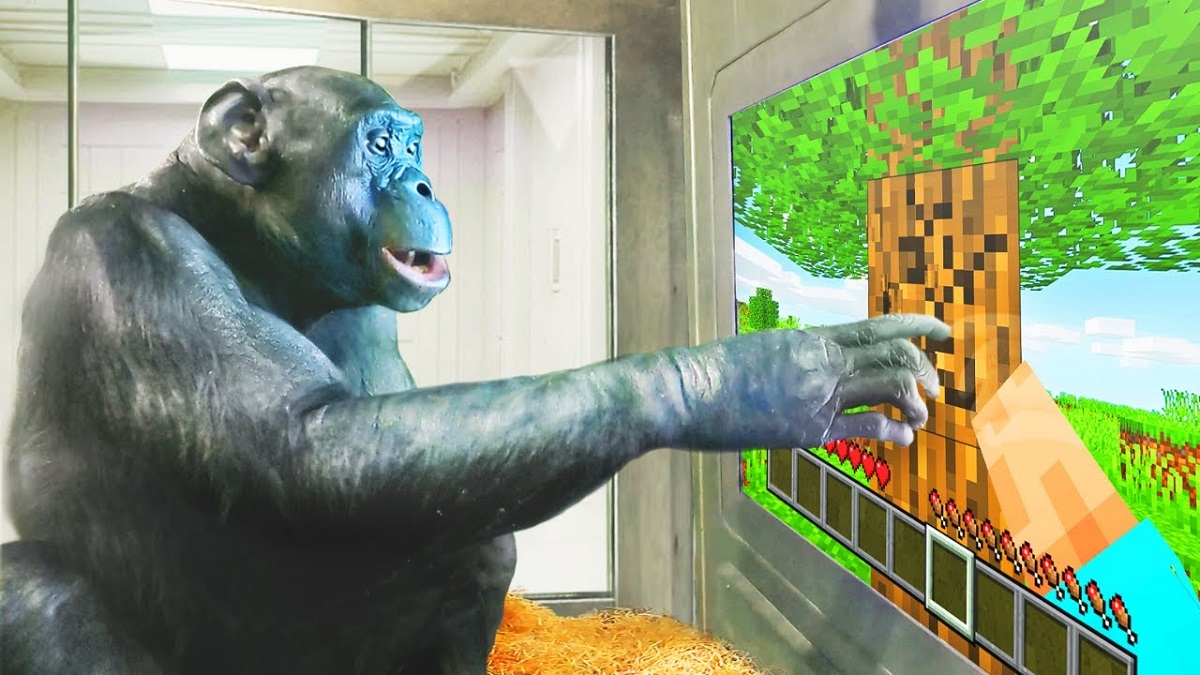 En abe spiller Minecraft - og det er ikke for sjov! En forbløffende video af en chimpanses gameplay er blevet offentliggjort.